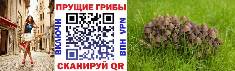 Галлюциногенные грибы Psilocybine cubensis  что такое наркотик  Белгород 